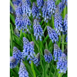 Muscari - Fürtös gyöngyike 10db