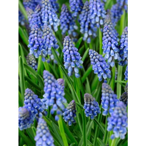 Muscari - Fürtös gyöngyike 10db