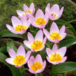 Pink botanikai Tulipán
