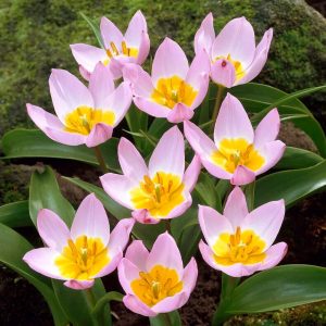 Pink botanikai Tulipán