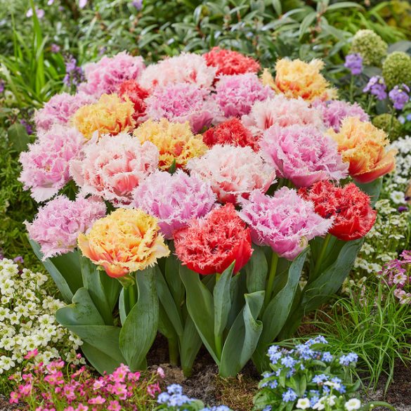 "Double fringed" Tulipán mix