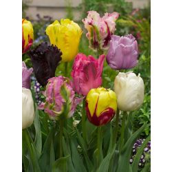 "Parrot" Tulipán mix