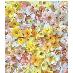 Vegyes Nárcisz  csomag 10db 