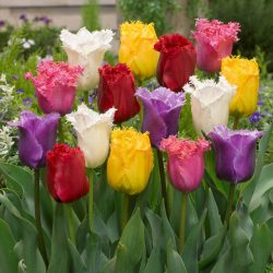 "Fringed"  Tulipán mix