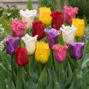 "Fringed"  Tulipán mix