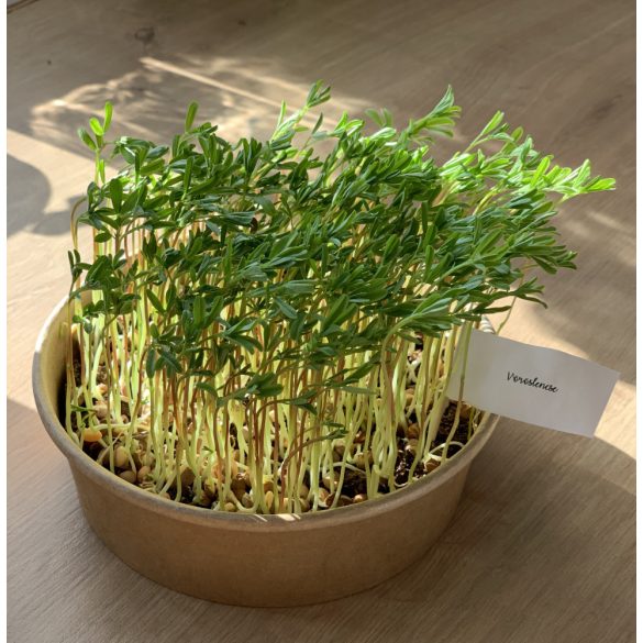 Vöröslencse mikrozöld és csíra mag 