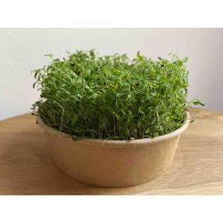 Petrezselyem mikrozöld és csíra mag 