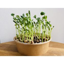 Zöldborsó "salad" mikrozöld és csíra mag 