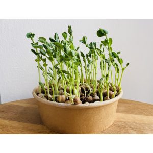 Zöldborsó "salad" mikrozöld és csíra mag 