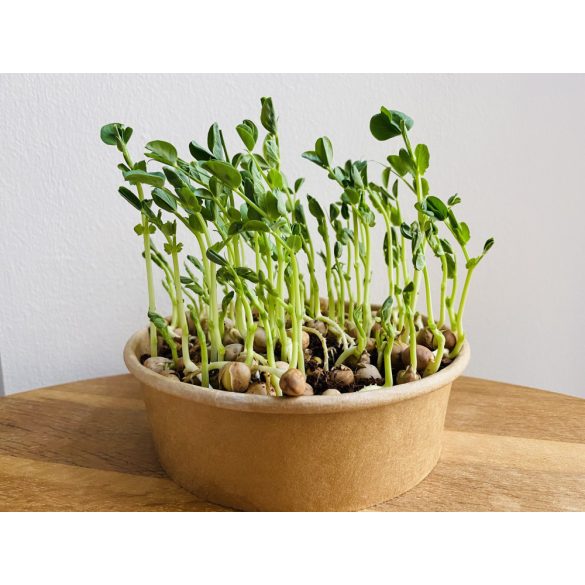 Zöldborsó "salad" mikrozöld és csíra mag 