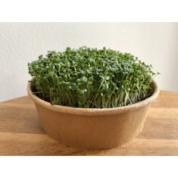 Japán mustárspenót mikrozöld és csíra mag ( Komatsuna)