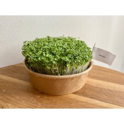 Pak choi mikrozöld és csíra mag 