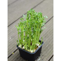  Csicseriborsó mikrozöld és csíra mag  40g