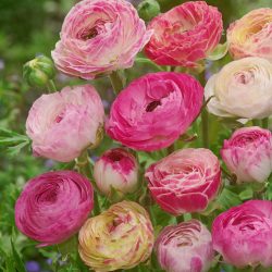 Boglárka - Ranunculus Pink Picotte