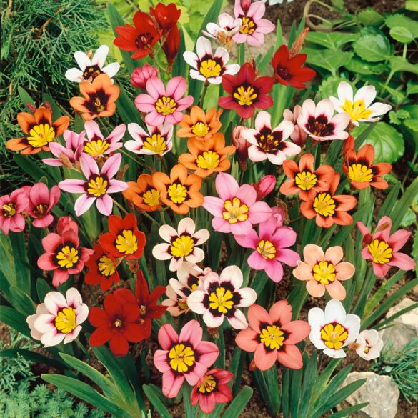Szivárványvirág - Sparaxis tricolor mix