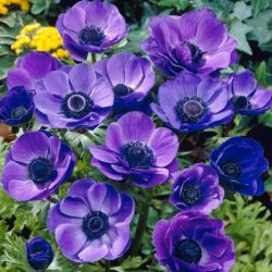 Szellőrózsa - Anemones "Mr Fokken"