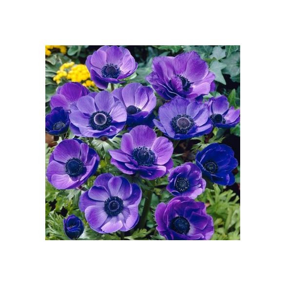 Szellőrózsa - Anemone "Mr Fokken"