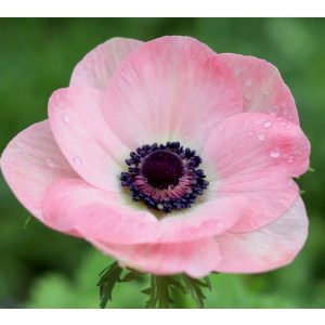Szellőrózsa - Anemones "Mistral Pink "