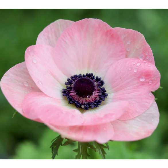 Szellőrózsa - Anemones "Mistral Pink "