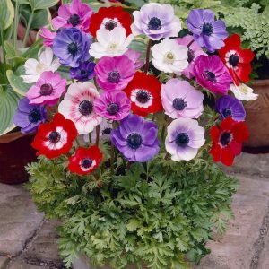 Szellőrózsa  mix - Anemones mix 