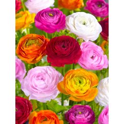 Boglárka  - Ranunculus Color mix