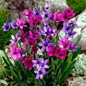 Páviángyökér - Babiana stricta