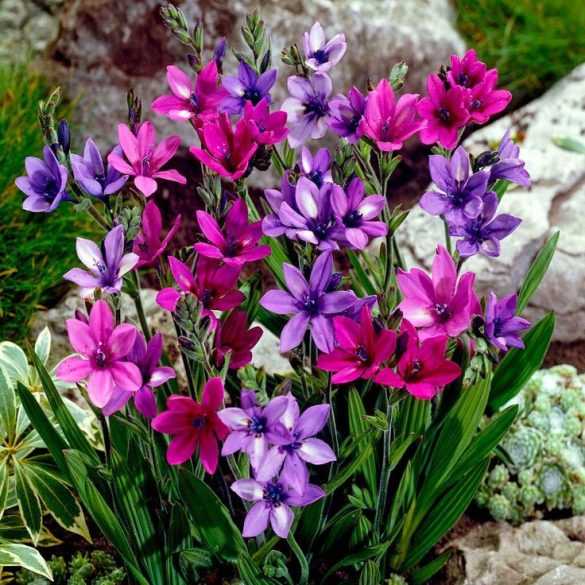Páviángyökér - Babiana stricta