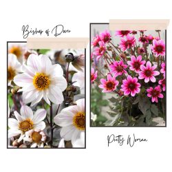 Dália - Pink & White mix