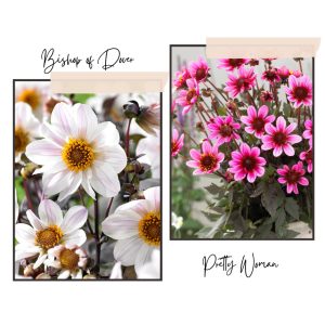 Dália - Pink & White mix