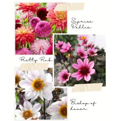 Dália - 3in pack /Suprise, Bishop, Pretty Pink/