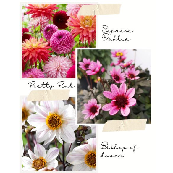 Dália - 3in pack /Suprise, Bishop, Pretty Pink/