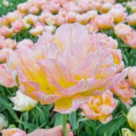 Tulipánhagymák